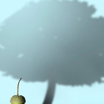 Share Certificates: Acorns to Oak Trees
